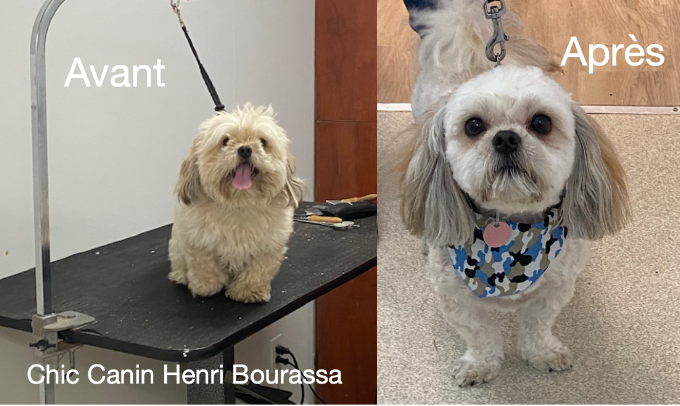 Avant et après — shih tzu