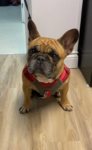 Bouledogue français