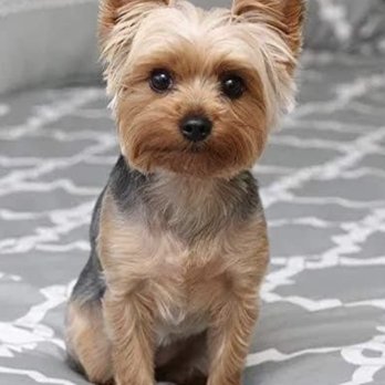 Yorkshire terrier